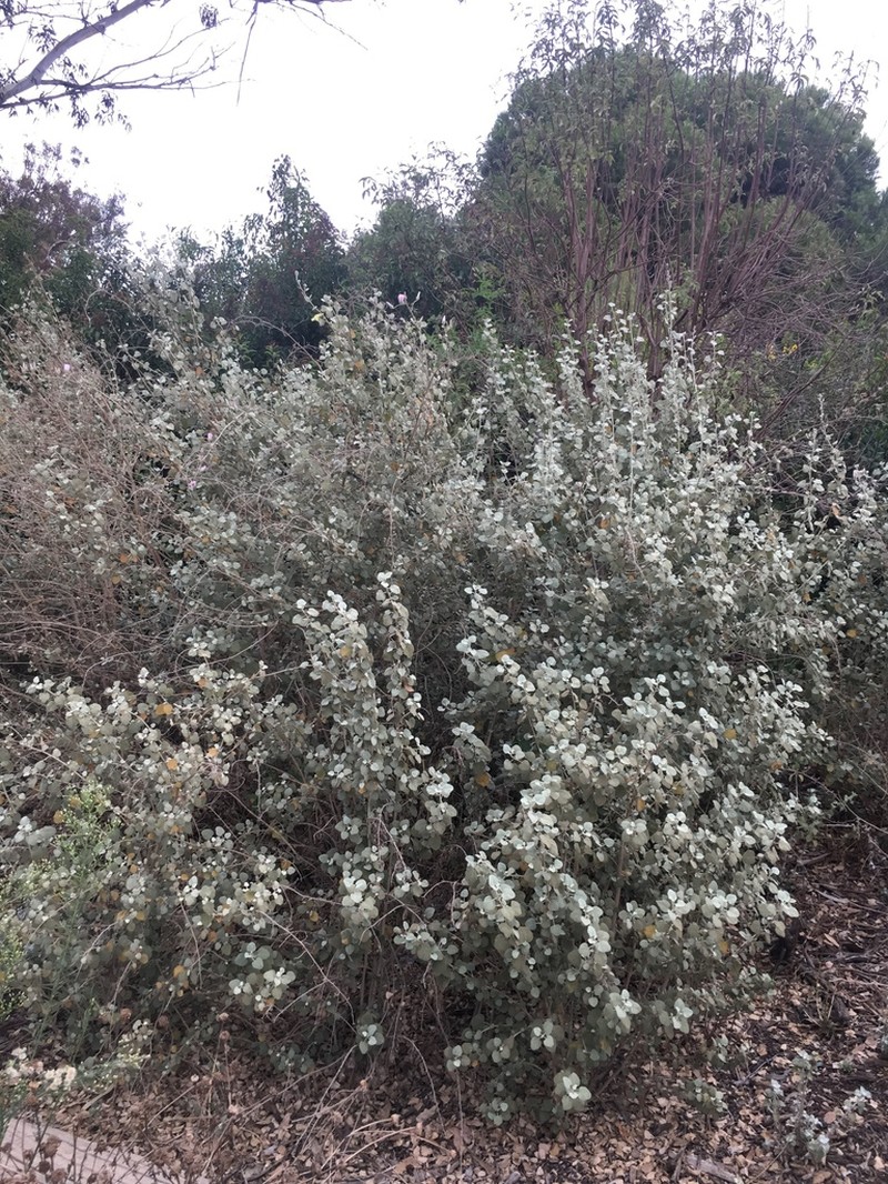 Slender Bushmallow photo 5
