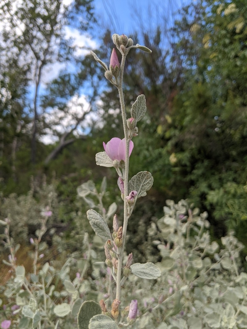 Slender Bushmallow photo 6