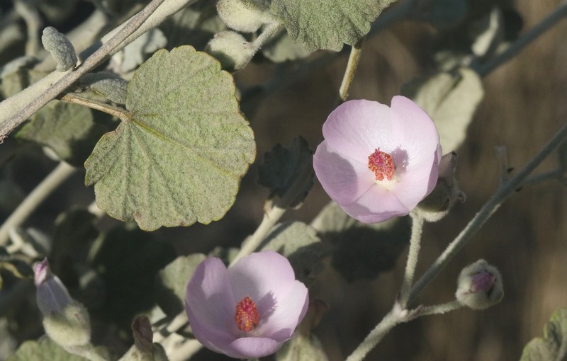 Slender Bushmallow photo 7