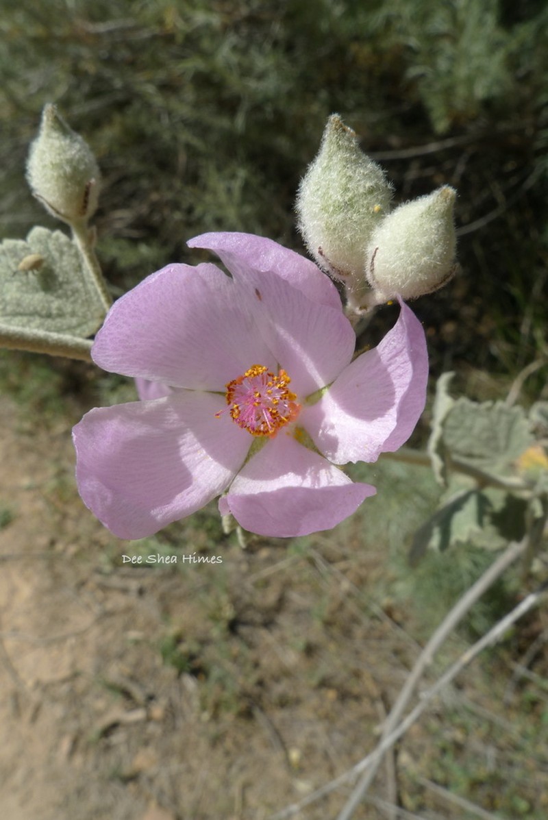 Slender Bushmallow photo 8
