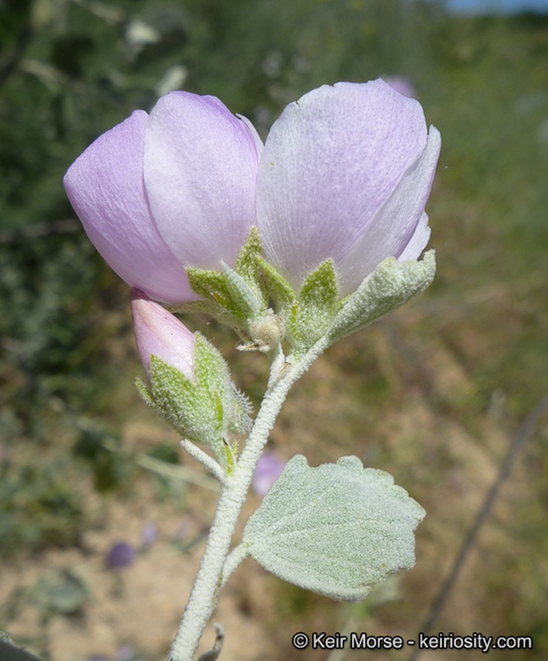 Slender Bushmallow photo 9
