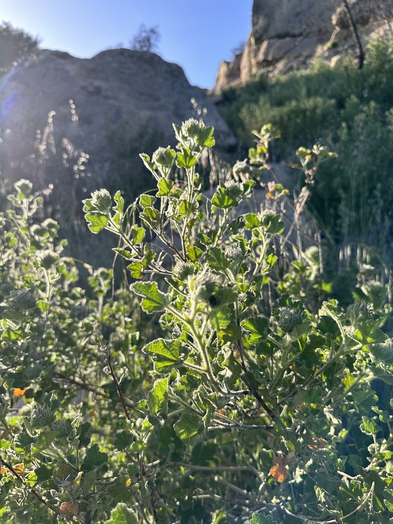Malacothamnus lucianus photo 2