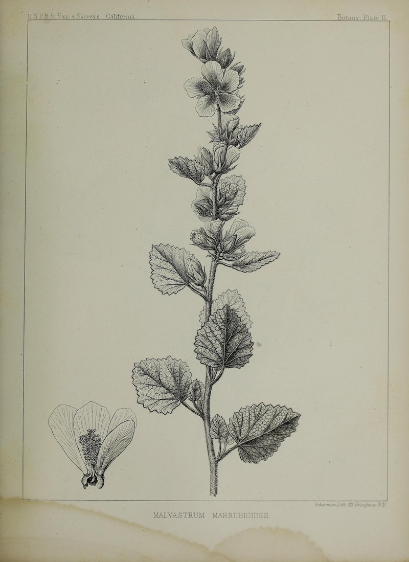 Pinkflowered Bushmallow photo 3