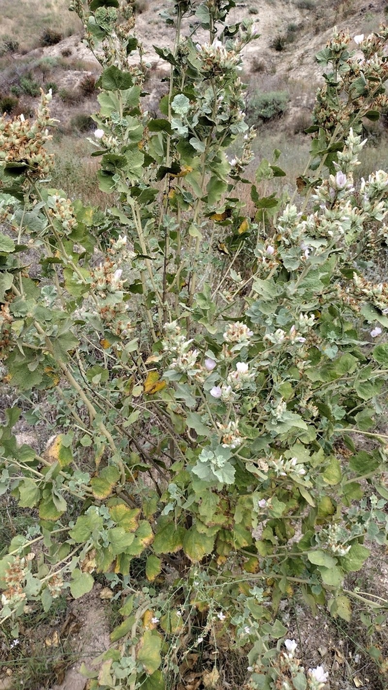 Pinkflowered Bushmallow