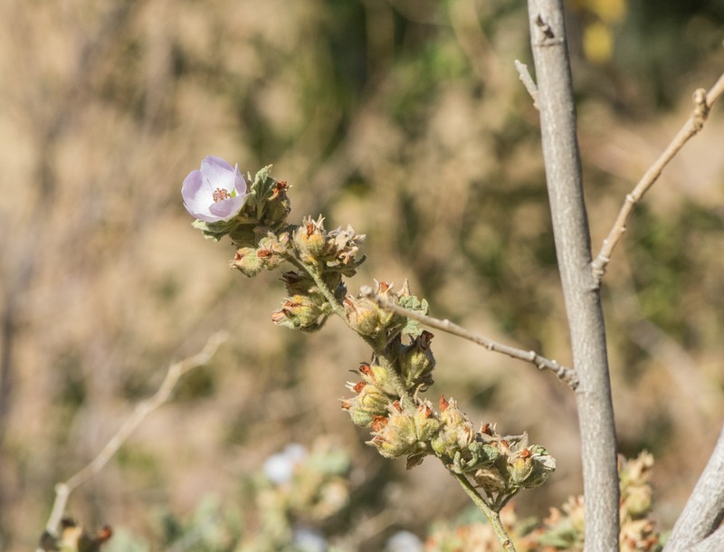 Pinkflowered Bushmallow photo 3