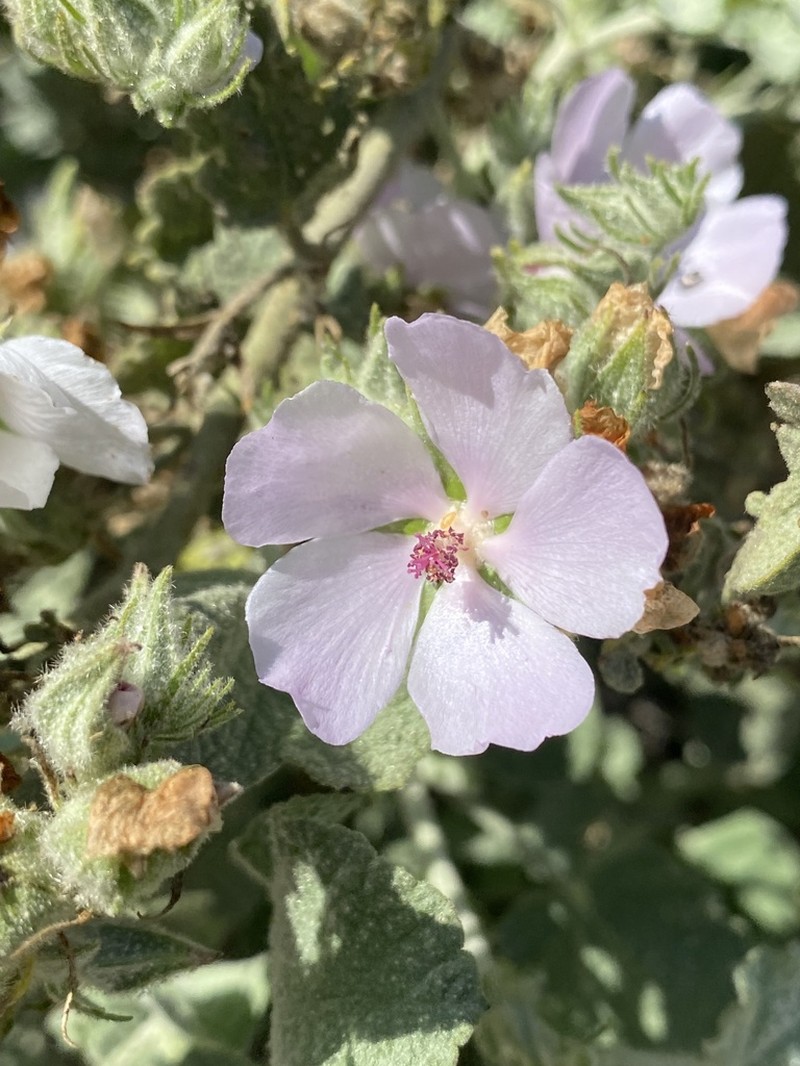 Pinkflowered Bushmallow photo 5