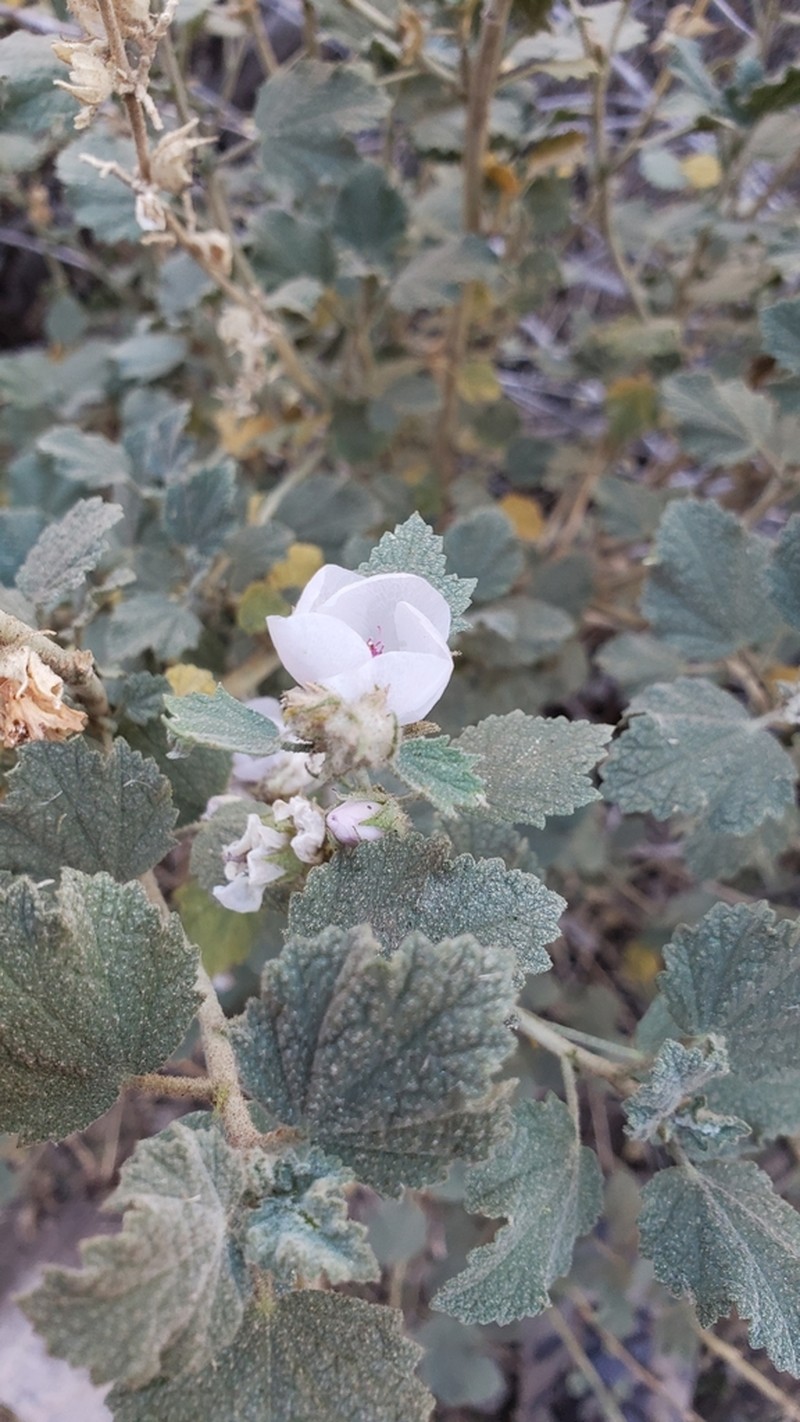 Pinkflowered Bushmallow photo 6