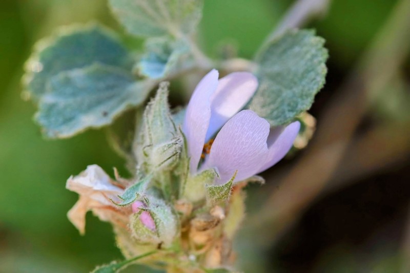Pinkflowered Bushmallow photo 7