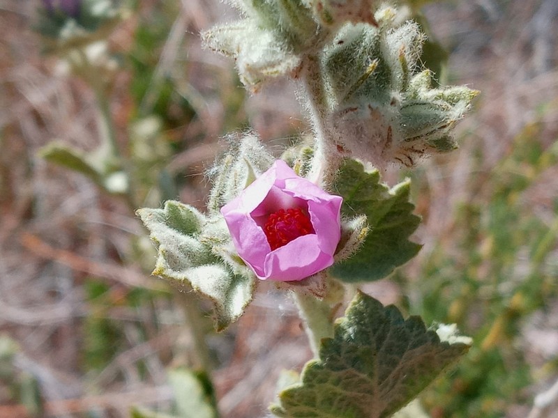 Pinkflowered Bushmallow photo 8