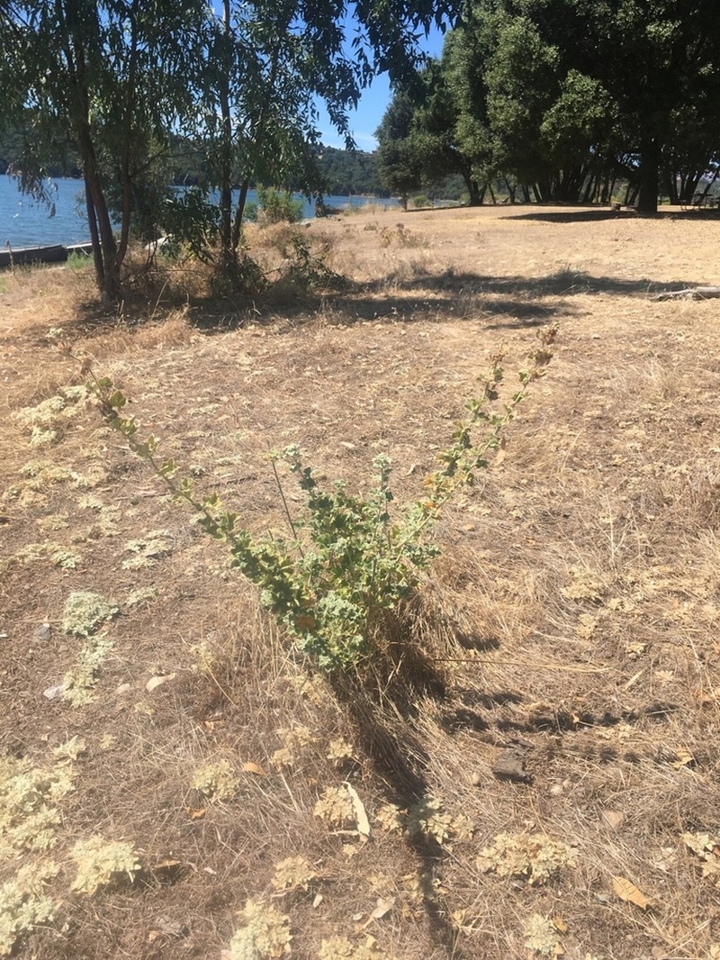 Malacothamnus mendocinensis