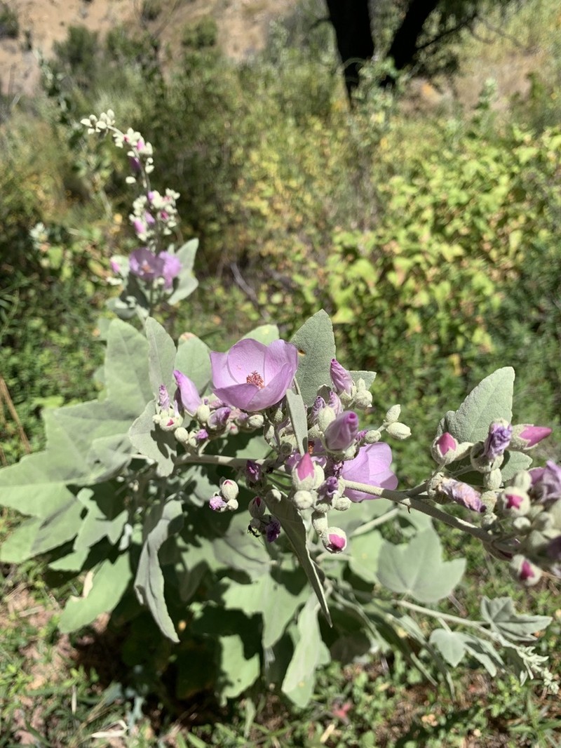 Malacothamnus nuttallii photo 2