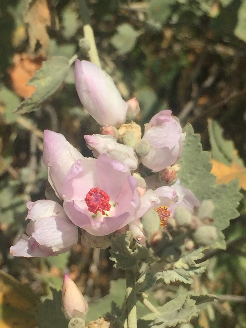 Malacothamnus nuttallii photo 4