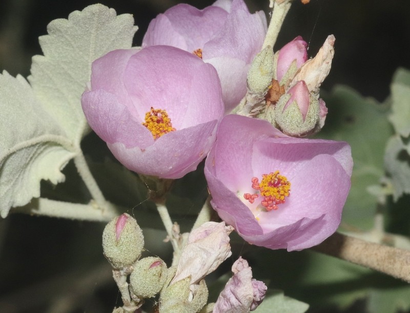 Malacothamnus nuttallii photo 5