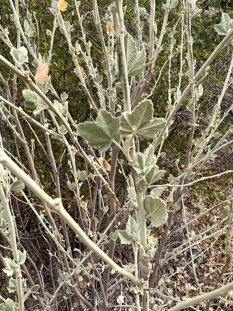 Malacothamnus nuttallii photo 6