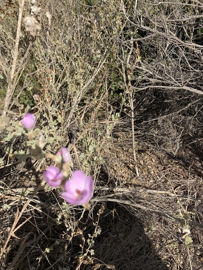 Malacothamnus nuttallii photo 7