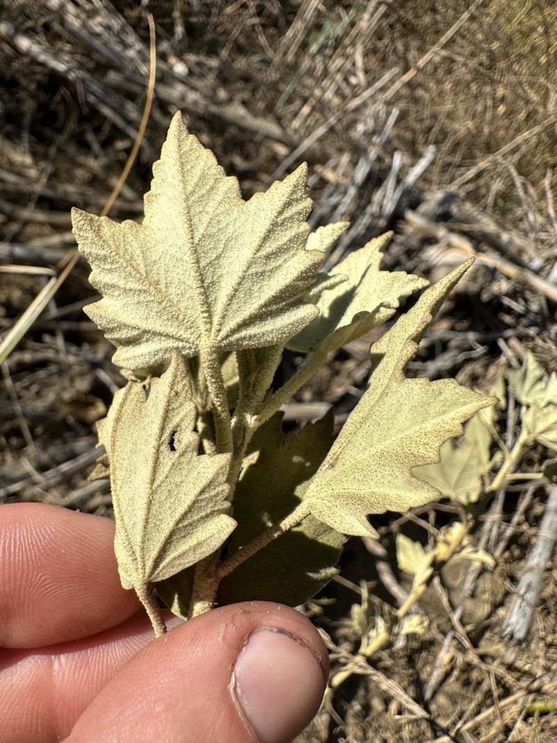 Malacothamnus nuttallii photo 8