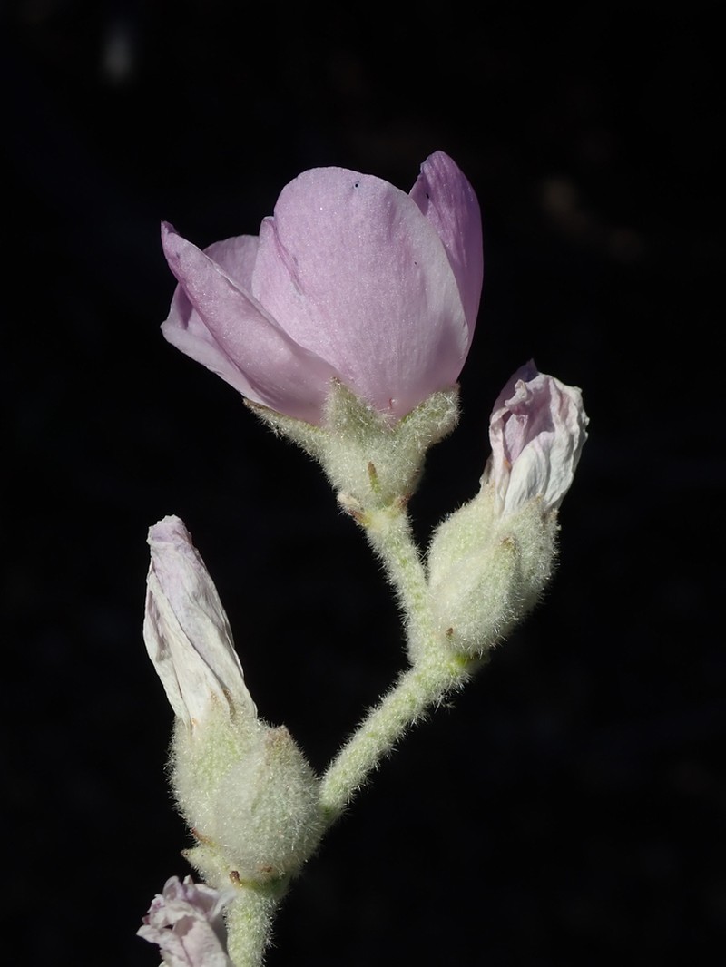 Malacothamnus orbiculatus