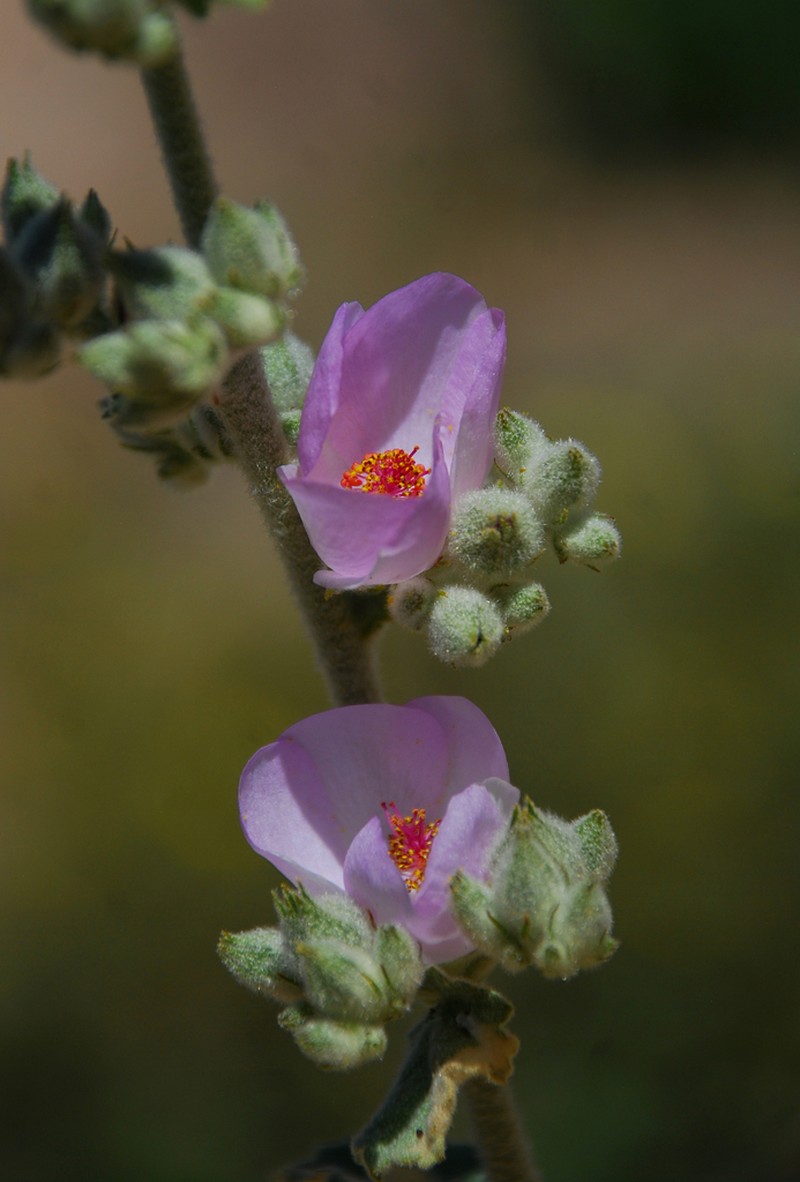 Malacothamnus orbiculatus photo 5