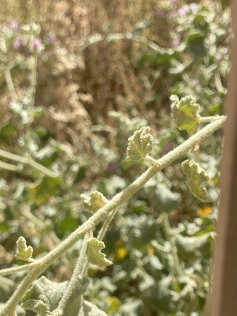 Malacothamnus orbiculatus photo 6