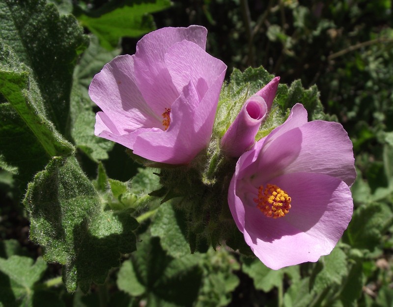Palmer's Bushmallow photo 2