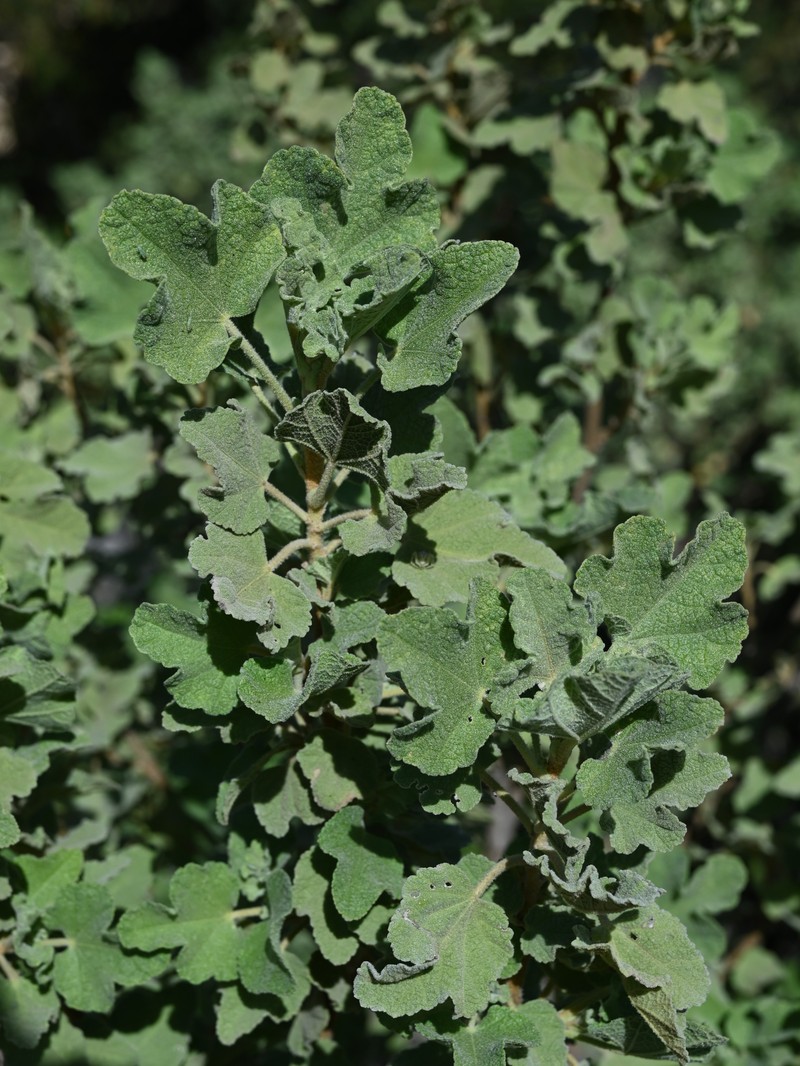 Palmer's Bushmallow