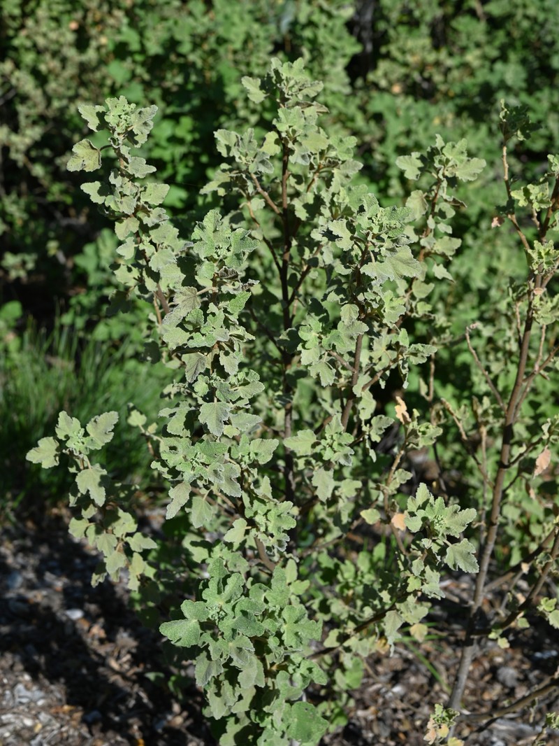 Palmer's Bushmallow photo 3