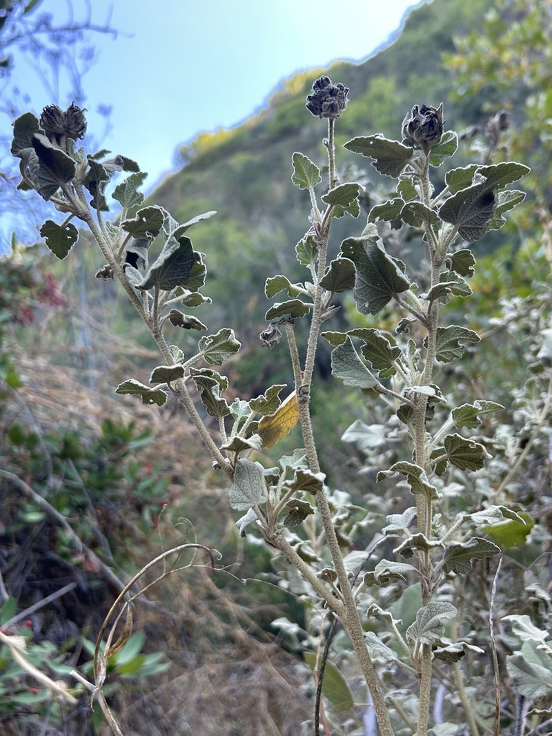 Palmer's Bushmallow