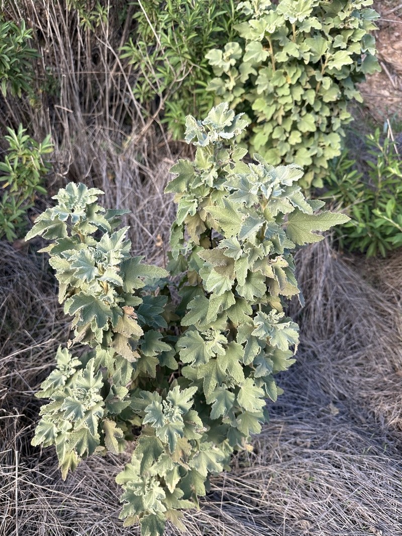 Palmer's Bushmallow photo 2