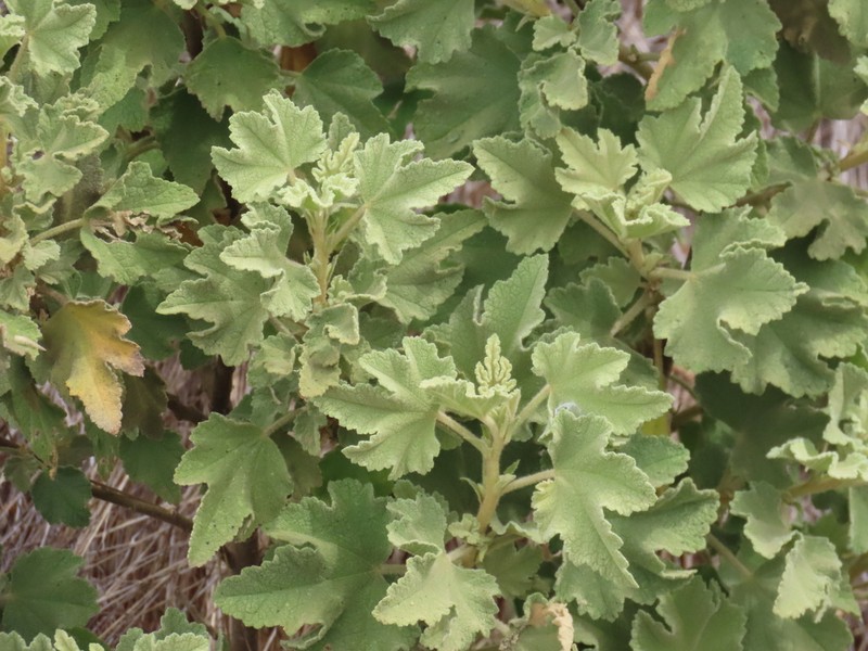 Palmer's Bushmallow photo 3