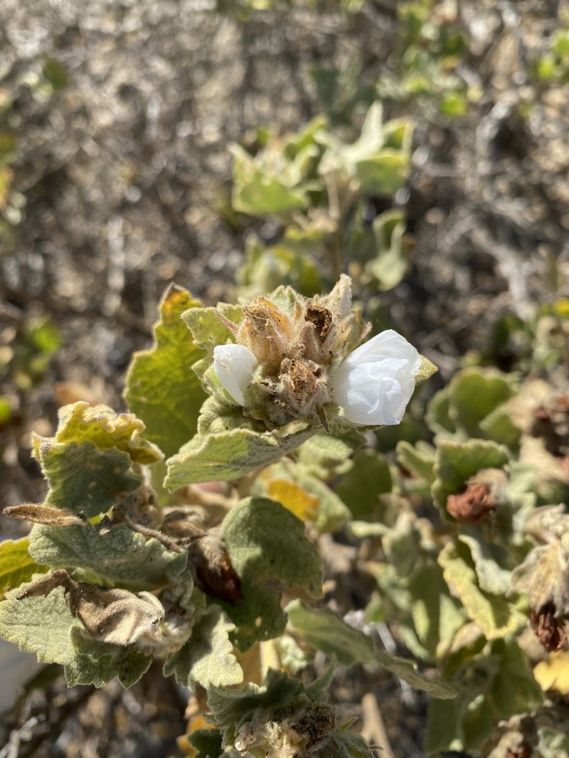 Palmer's Bushmallow photo 4
