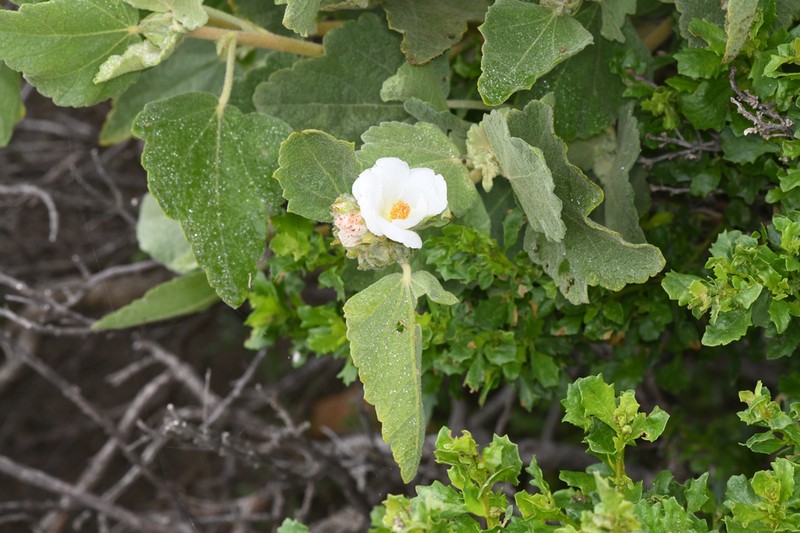 Palmer's Bushmallow photo 5