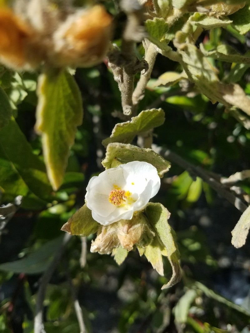 Palmer's Bushmallow photo 6