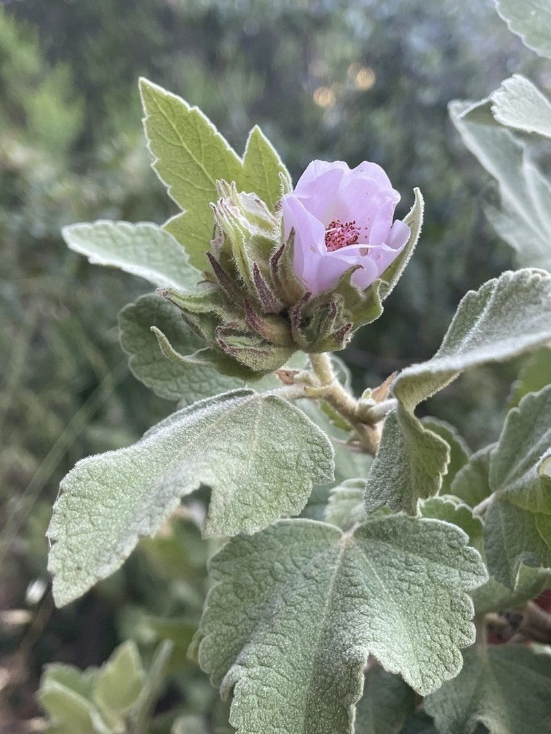 Palmer's Bushmallow photo 7