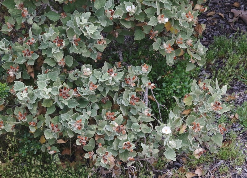 Palmer's Bushmallow photo 8