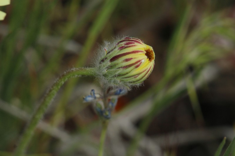 California Desertdandelion photo 2