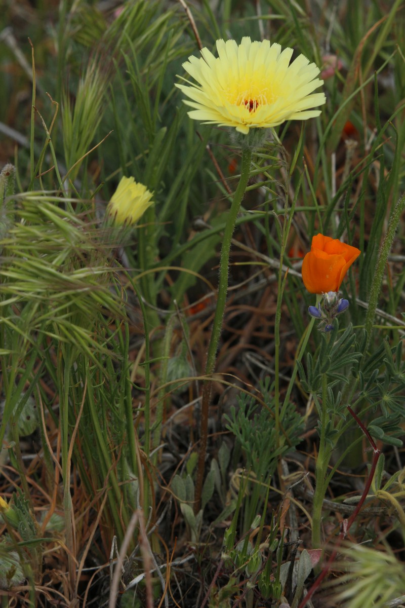 California Desertdandelion photo 3