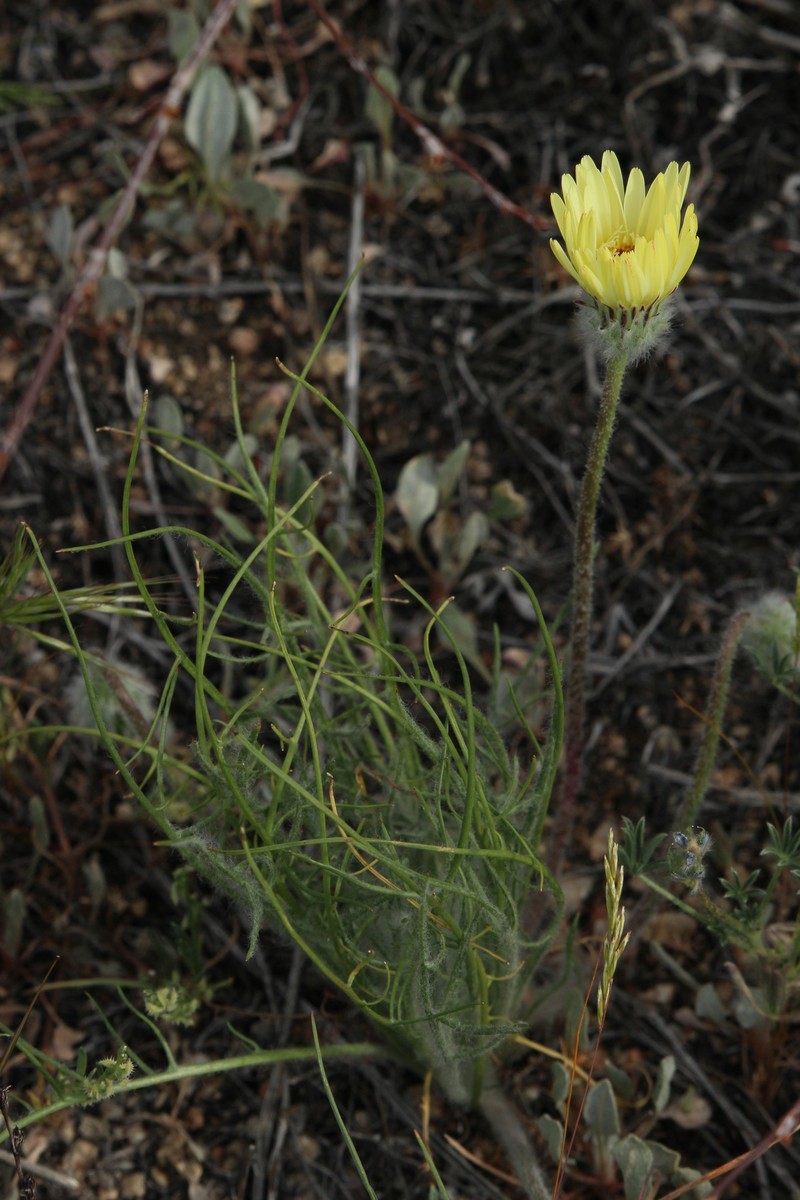 California Desertdandelion photo 4