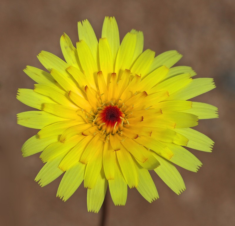 Smooth Desertdandelion