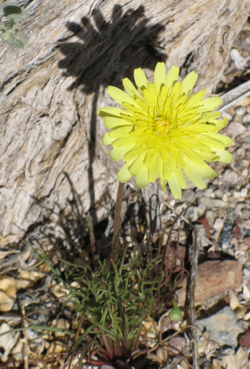 Smooth Desertdandelion photo 3