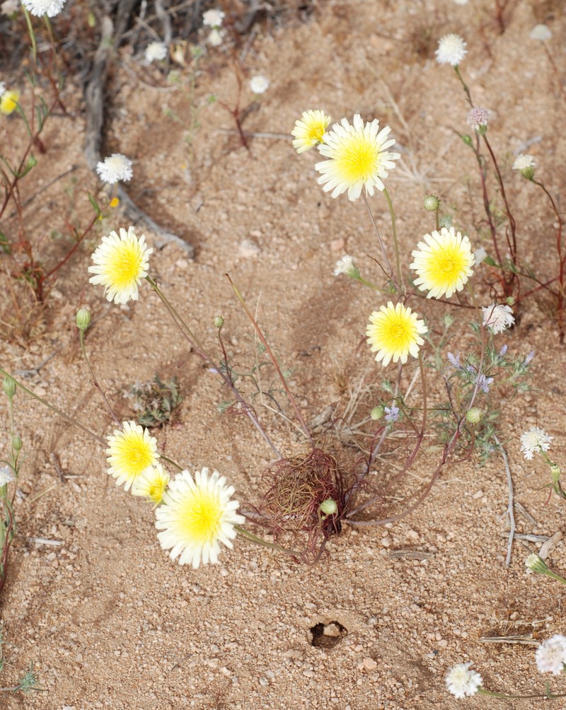 Smooth Desertdandelion photo 2