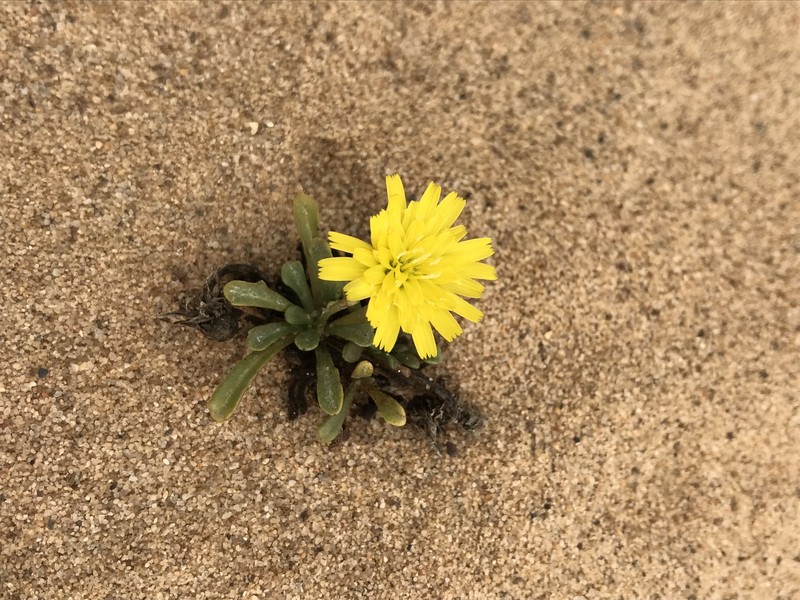 Dunedelion photo 2