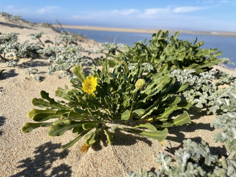 Dunedelion photo 4