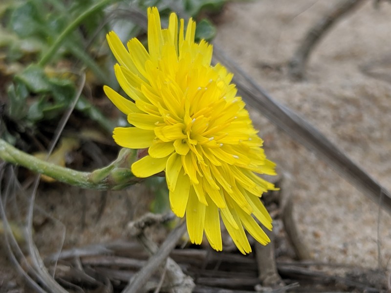 Dunedelion photo 5