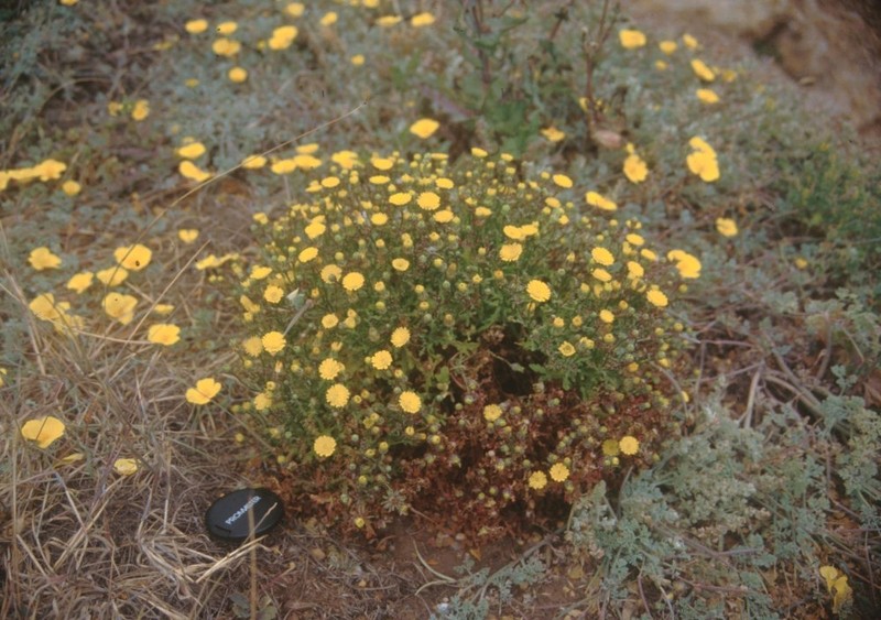 Santa Cruz Island Desertdandelion