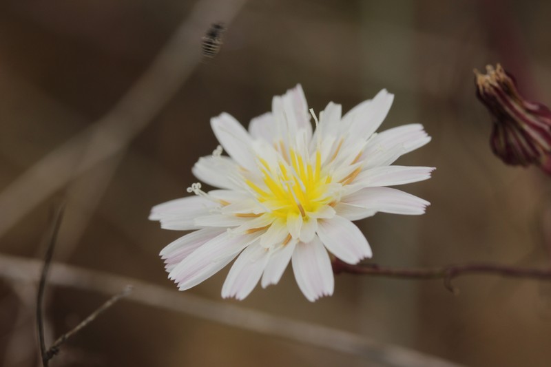 Cliff Desertdandelion photo 6