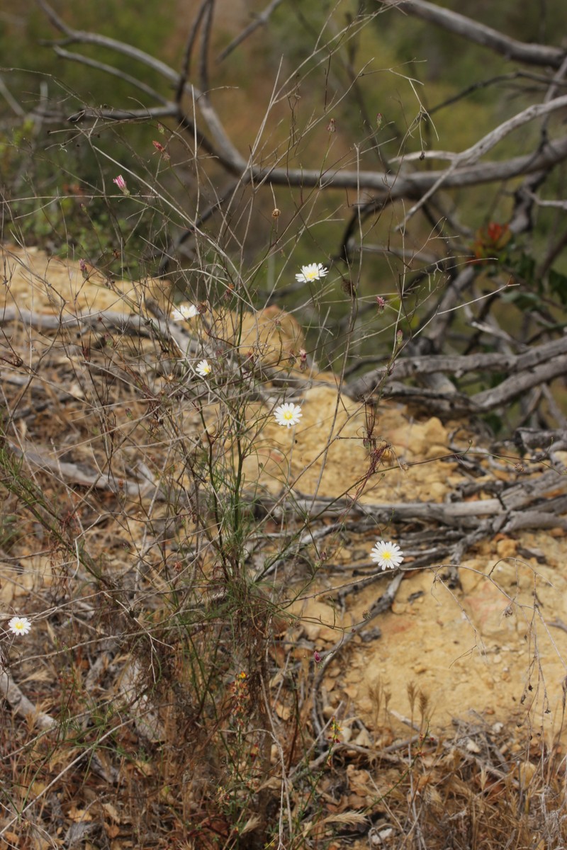 Cliff Desertdandelion photo 2