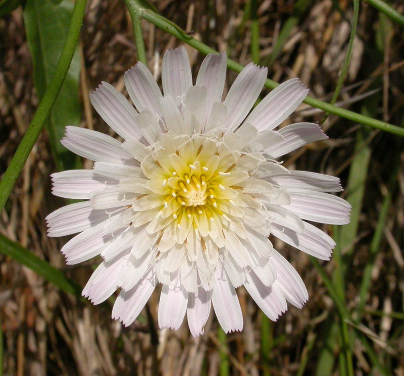 Cliff Desertdandelion photo 3