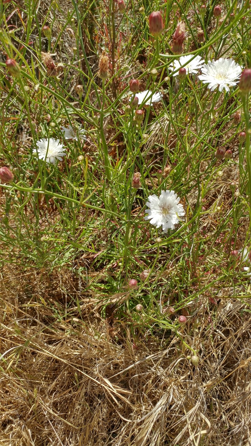 Cliff Desertdandelion photo 4