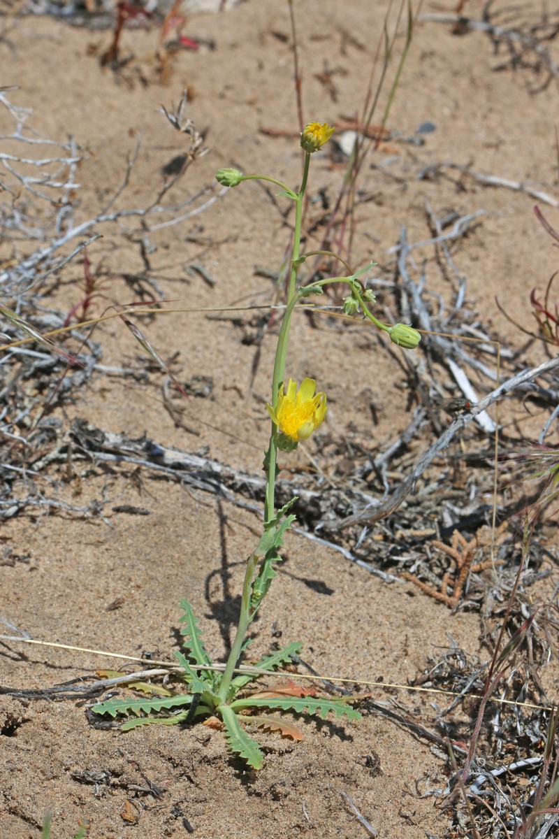 Sowthistle Desertdandelion photo 4