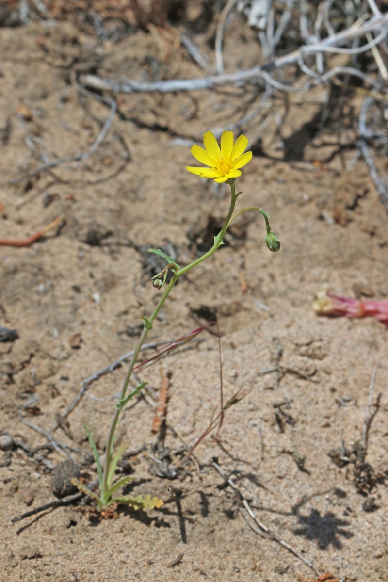 Sowthistle Desertdandelion photo 5